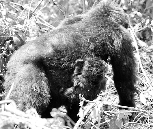 Gorilla - Volcanoes National Park