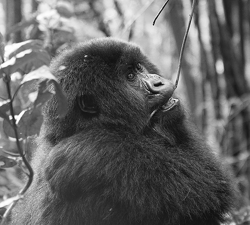 Gorilla - Volcanoes National Park