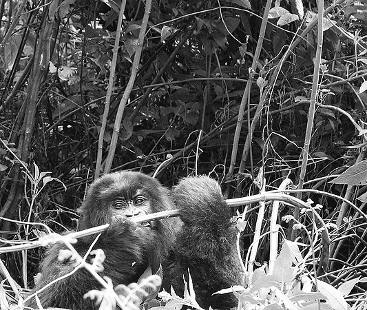 Gorillas - Volcanoes National Park