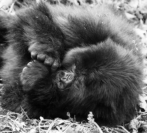 Gorillas - Volcanoes National Park