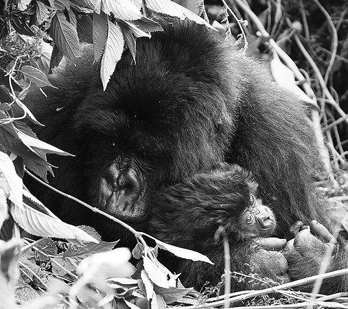Gorilla - Volcanoes National Park