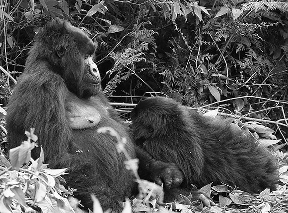 Gorillas - Volcanoes National Park