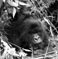 Gorilla - Volcanoes National Park