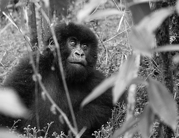 Gorilla - Volcanoes National Park
