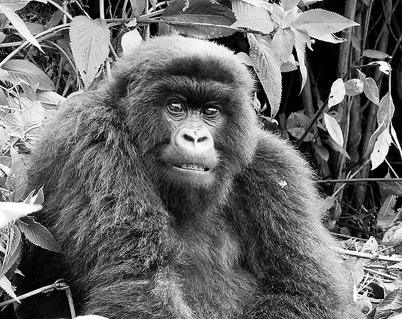 Gorillas - Volcanoes National Park