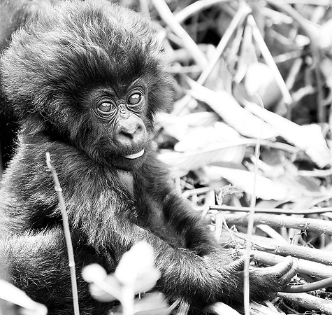 Gorilla - Volcanoes National Park