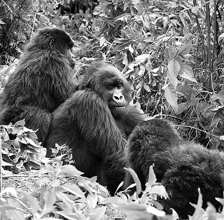 Gorillas - Volcanoes National Park