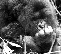 Gorilla - Volcanoes National Park