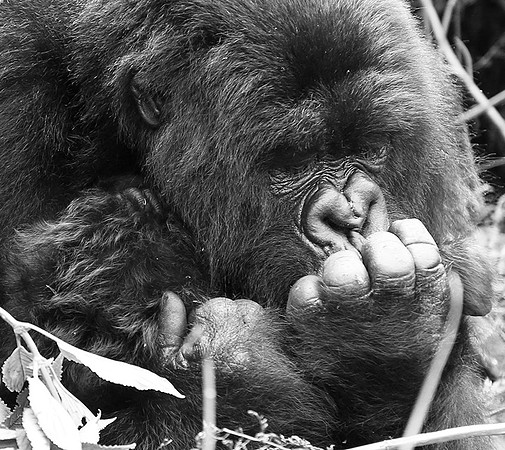 Gorilla - Volcanoes National Park