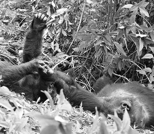 Gorillas - Volcanoes National Park