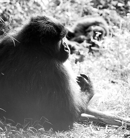 Gorilla - Volcanoes National Park