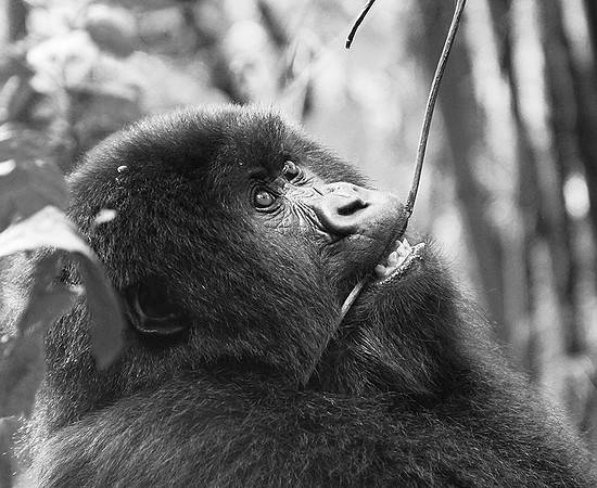 Gorilla - Volcanoes National Park