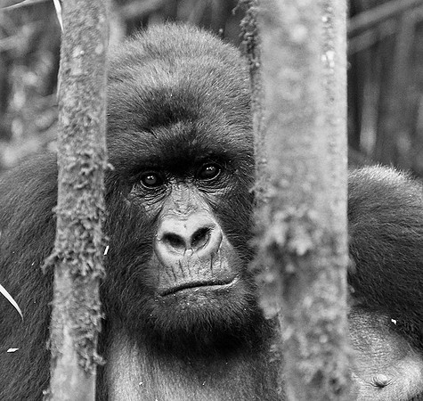 Gorilla - Volcanoes National Park