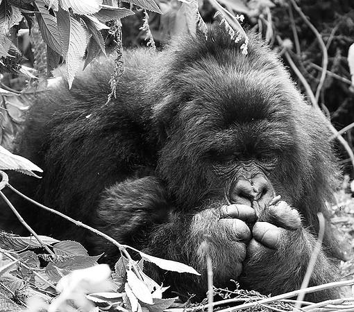 Gorilla - Volcanoes National Park