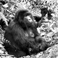 Gorilla - Volcanoes National Park