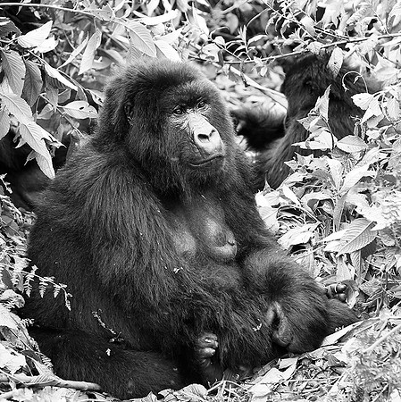 Gorilla - Volcanoes National Park