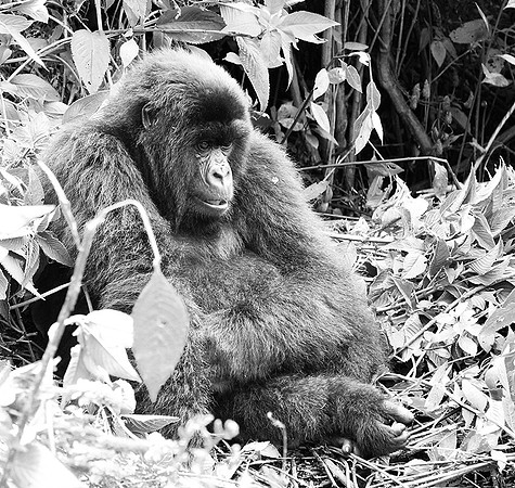 Gorillas - Volcanoes National Park