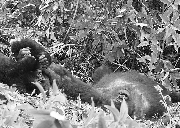 Gorillas - Volcanoes National Park