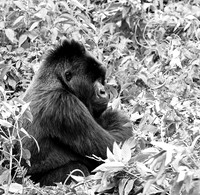 Gorilla - Volcanoes National Park