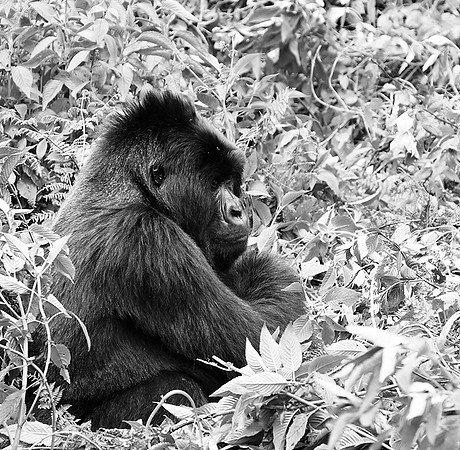 Gorilla - Volcanoes National Park