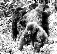 Gorilla - Volcanoes National Park