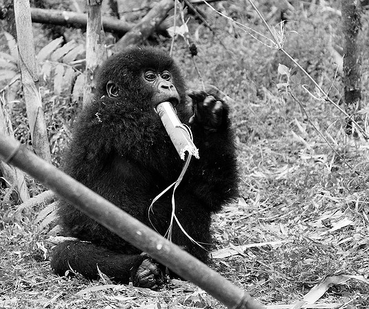 Gorilla - Volcanoes National Park