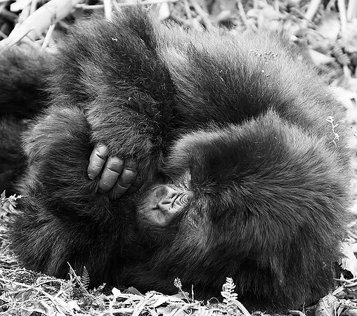 Gorillas - Volcanoes National Park