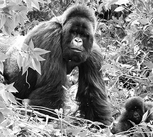 Gorillas - Volcanoes National Park