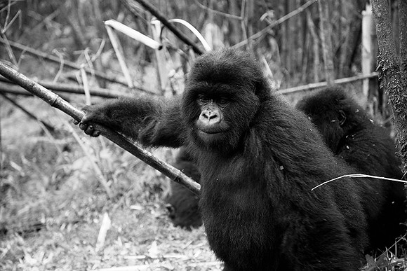 Gorilla - Volcanoes National Park