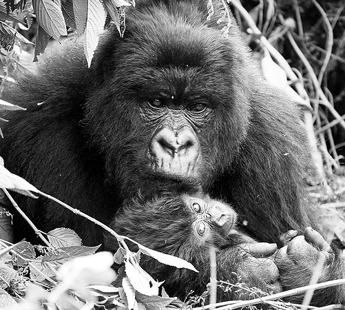 Gorilla - Volcanoes National Park