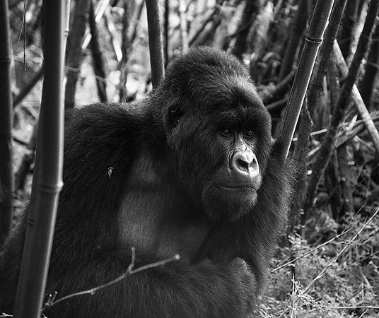 Gorilla - Volcanoes National Park
