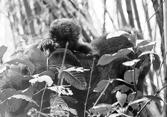 Gorilla - Volcanoes National Park