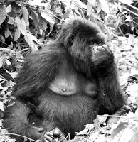 Gorilla - Volcanoes National Park