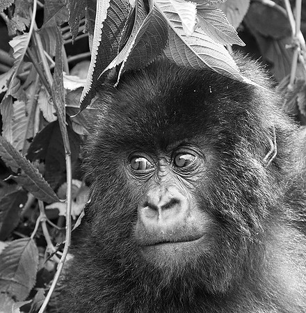Gorillas - Volcanoes National Park