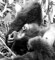 Gorilla - Volcanoes National Park