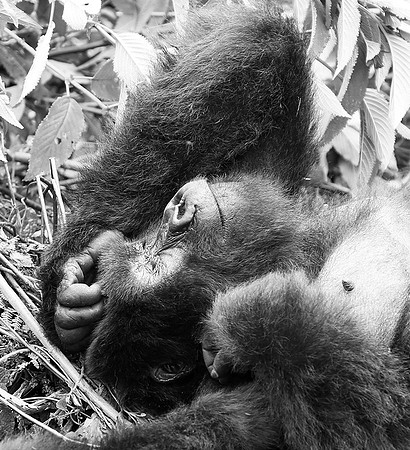 Gorilla - Volcanoes National Park