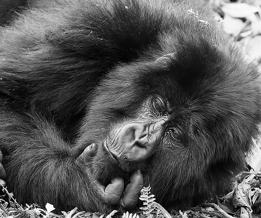 Gorillas - Volcanoes National Park