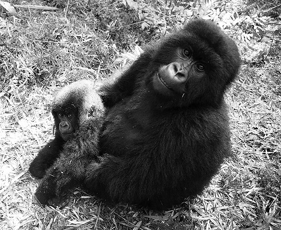 Gorilla - Volcanoes National Park