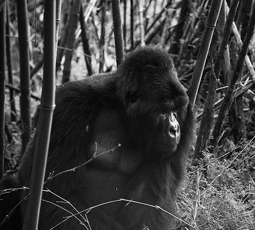 Gorilla - Volcanoes National Park