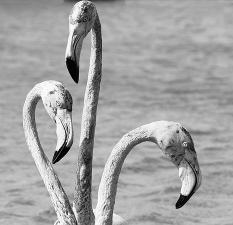 Camargue - France