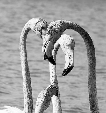 Camargue - France
