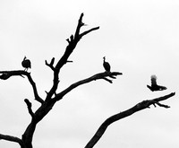 Helmeted guinea fowl  - Meru NP