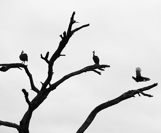 Helmeted guinea fowl  - Meru NP