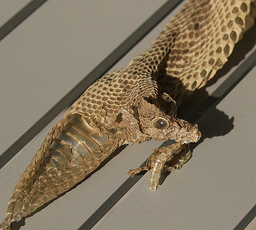 Puff adder molt - Senegal
