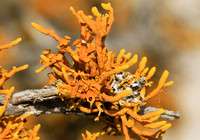 Lichens