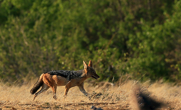 Jackal at Mashatu game reserve