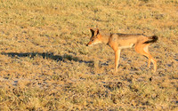 Black-backed jackal - Central Kalahari