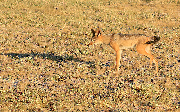 Black-backed jackal - Central Kalahari
