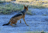 Black-backed jackal - Central Kalahari