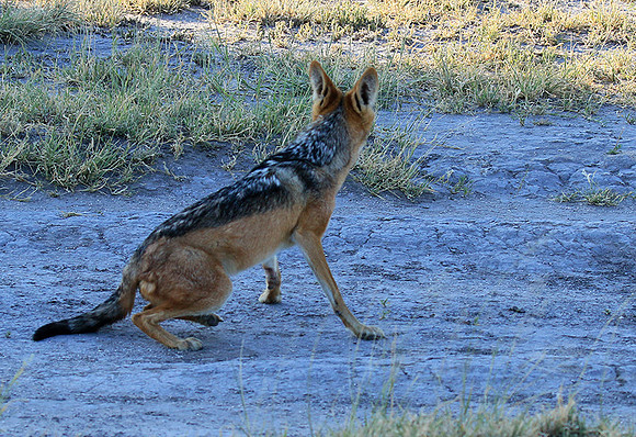 Black-backed jackal - Central Kalahari